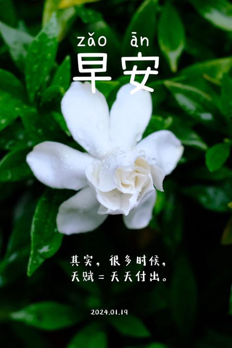 选择沙坪坝鲜花店的几个常见问题及解答